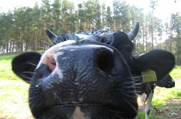 Świat wesołych krów #krowa #krowy #zwierzęta #ciekawe #zabawne #śmieszne #niezwykłe #fajne #humor #jaja