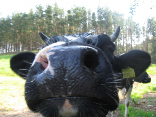 Świat wesołych krów #krowa #krowy #zwierzęta #ciekawe #zabawne #śmieszne #niezwykłe #fajne #humor #jaja