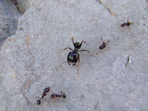 może nienajlepszej jakości ale jako że właśnie wróciłem to nie chce mi się pucować... no takie... z chorwacji, co ladniejsze widoczki #chorwacja #mrówki