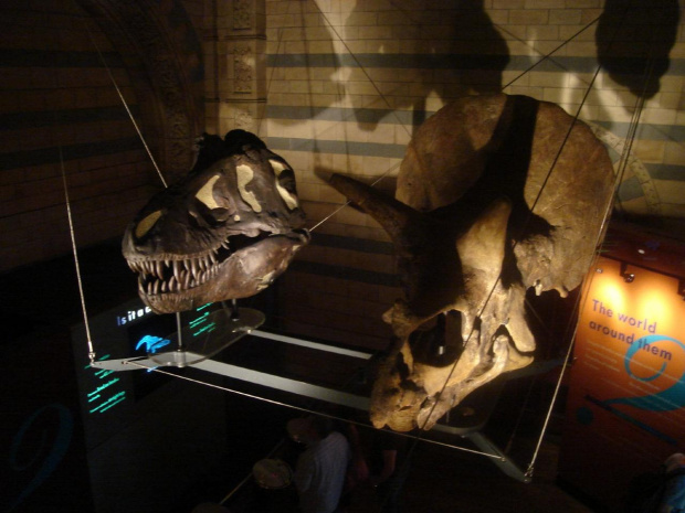 czaszki dinozaurów:) #dinozaur #szkielet #muzeum