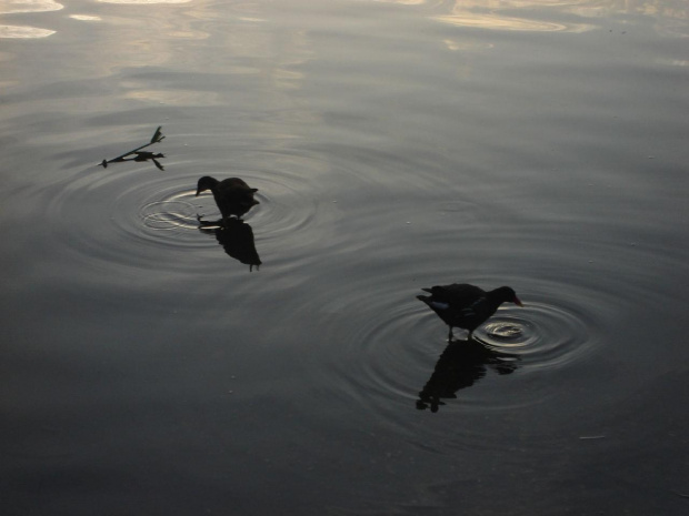 Ptaszki chodzace po wodzie:P #ptaszki #jeziorko #zwierzątka #park