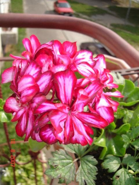 pelargonia