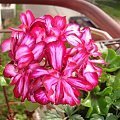 pelargonia