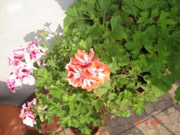 pelargonie