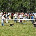 23.VI.2007 #WystawyPsów
