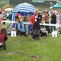 23.VI.2007 #WystawyPsów