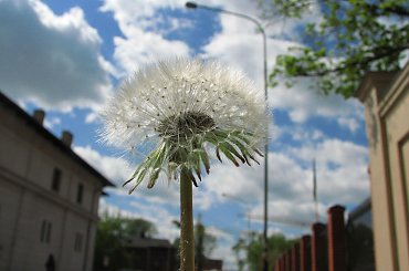 dmuchawiec w obłokach #dmuchawiec #niebo #chmury #Lodz #Łódź #tylna