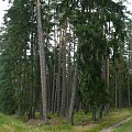 Puszcza Piska #PuszczaPiska #Pisz #Rower #Remes #Mazury