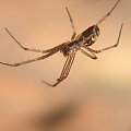 osnuwnik (samica)(Linyphia triangularis) #makro #pająk #pająki #owady #przyroda #natura #zwierzęta #drapieżnik #myśliwy #makrofotografia