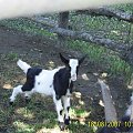 brykająca młoda koziczka z mini
zoo u Wrochema #fauna