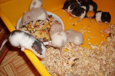 #szczurki #szczur #szczury #miot #szczraski #ogon #ogonki #ogony #ogoniaste