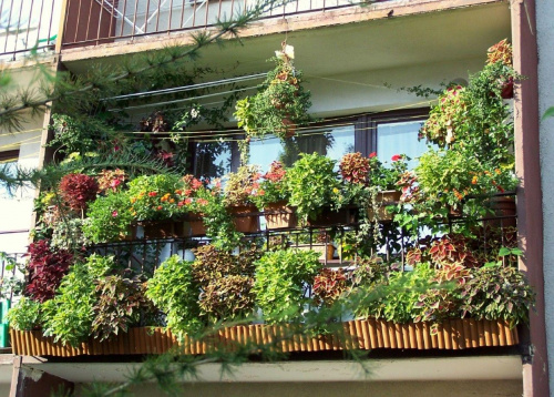 roślinki ruszyły:-) #Balkon2007