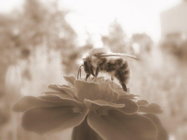 pszczółka #owady #makro #przyroda