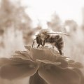 pszczółka #owady #makro #przyroda