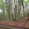 Słowiński Park Narodowy, Las Karłowo. Niesamowita kepa kilkunastu buków.