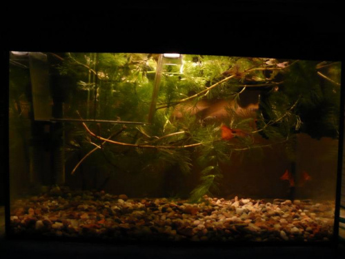 Gupikarium