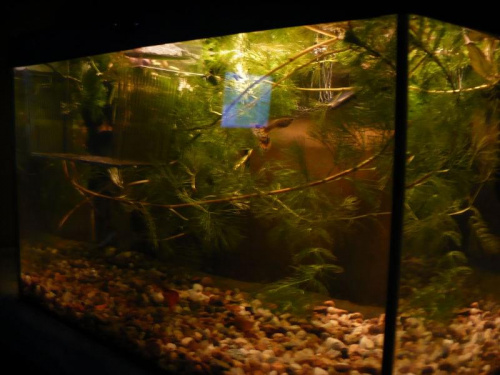 Gupikarium