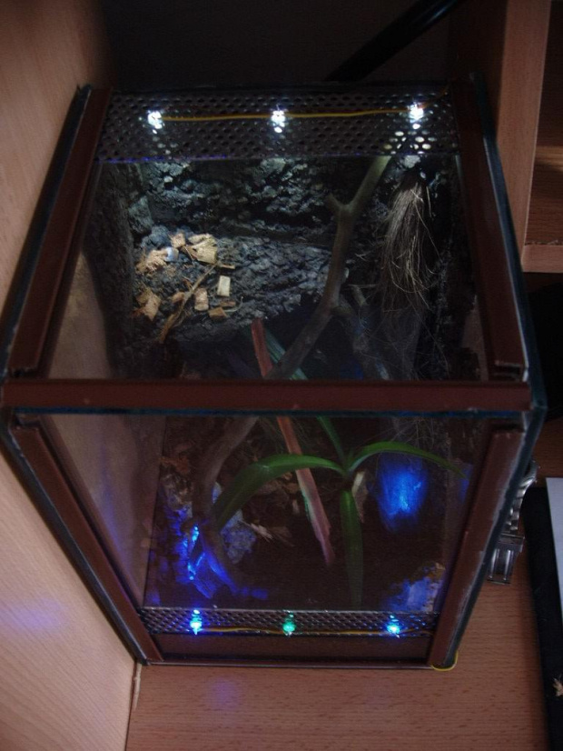 Terrarium P.Cambridgei