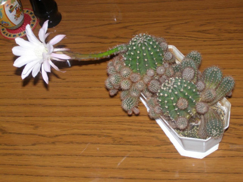 #kwiaty #kaktusy