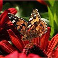 #kwiaty #motyle