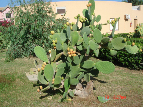 Opuncja ma owoce kłujące i pochodzi z rodziny kaktusowatych