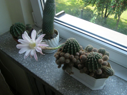 #kwiaty #kaktusy