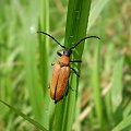 1c. Zmorsznik czerwony - Stictoleptura rubra ; samica . Data : 11.08.2007. Miejsce : łąka obok lasu . Miejscowość : Piaski Wielkopolskie .