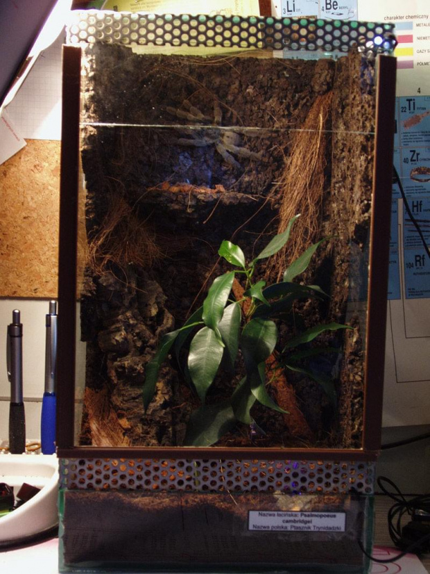 Bercikowe terr p.cambri