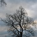 Zwykłe drzewo na tle porannego nieba.