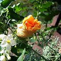 Na moim balkonie
Jasminowiec Lotos i Hibiskus