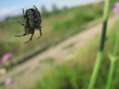 pająk
25.06.2007 #pająk #przyroda