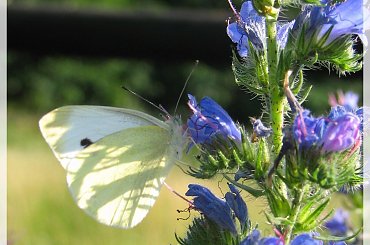 skromniejszy motylek - a co! #motyl #bielinek