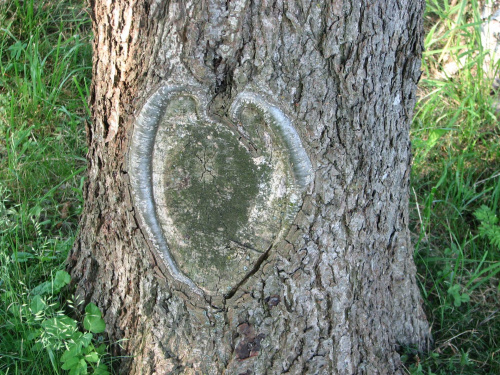 drzewo #KochamCie #serce