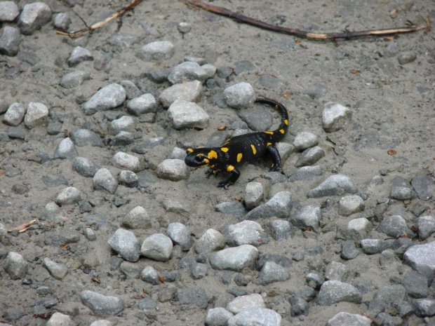 #Bieszczady #SalamandraPlamista #salamandra #zwierzęta #natura