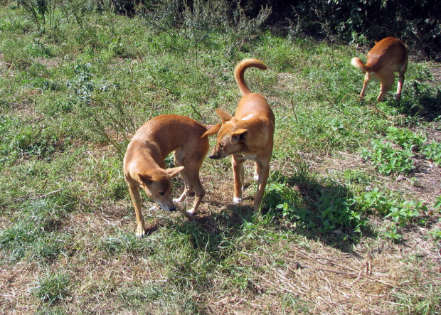 Australijskie psy dingo.