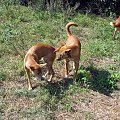 Australijskie psy dingo.