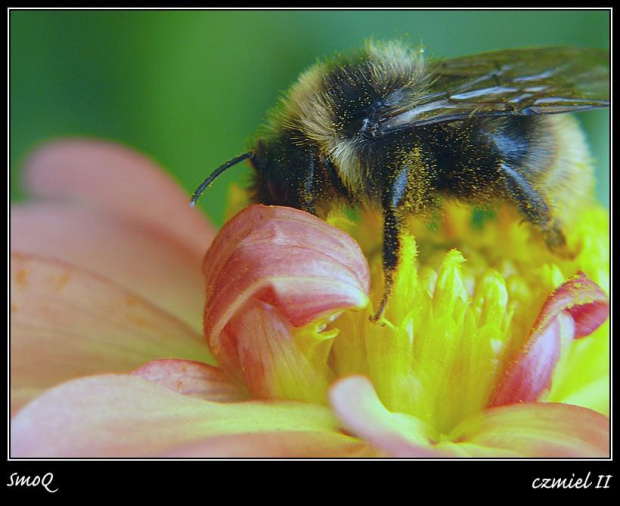 #makro #natura #owady #zwierzęta