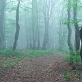 Buki (Beskid Sądecki)