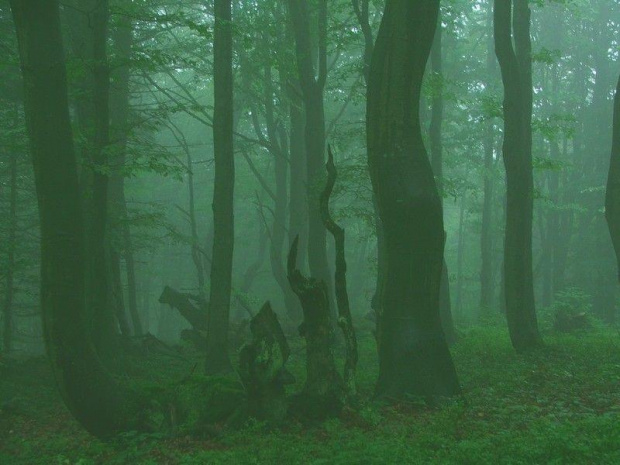 Buki (Beskid Sądecki)