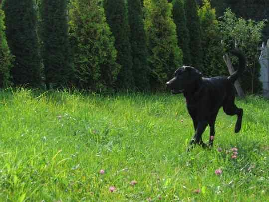 Ostatni dzień wakacji #LabradorPiesMarley