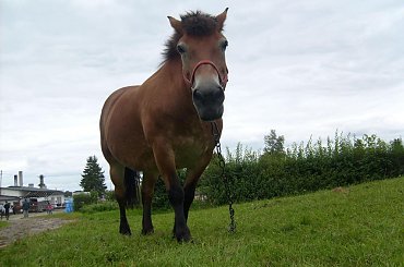 Kizia #koń #konik #konie #rumaki #koniki