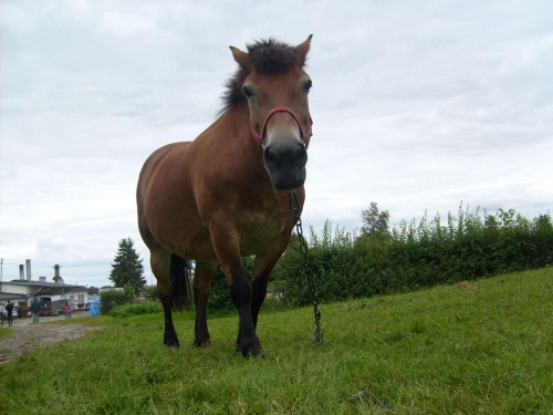 Kizia #koń #konik #konie #rumaki #koniki