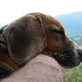 zmęczyłem się troszkę #beagle #szczeniak #pies #psy