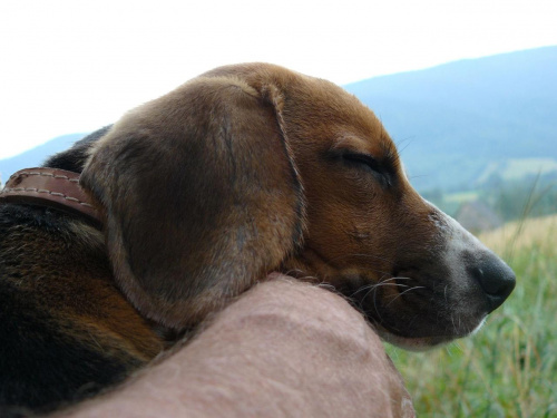 zmęczyłem się troszkę #beagle #szczeniak #pies #psy