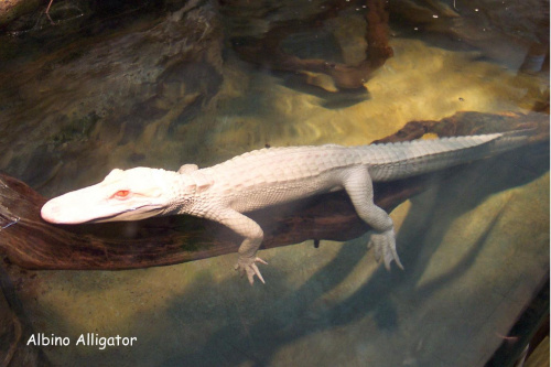 albinotyczny aligator #aligator