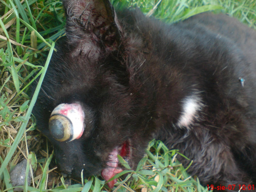 kiciuś #kotek