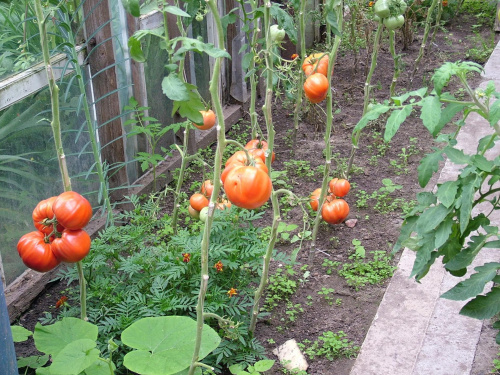 pomidory szklarniowe