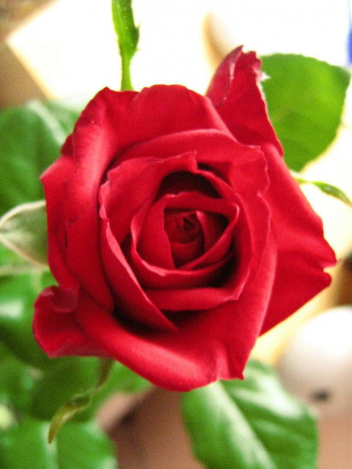 róże #kwiat #róża