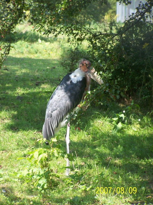 poznańskie nowe zoo #PoznańZoo