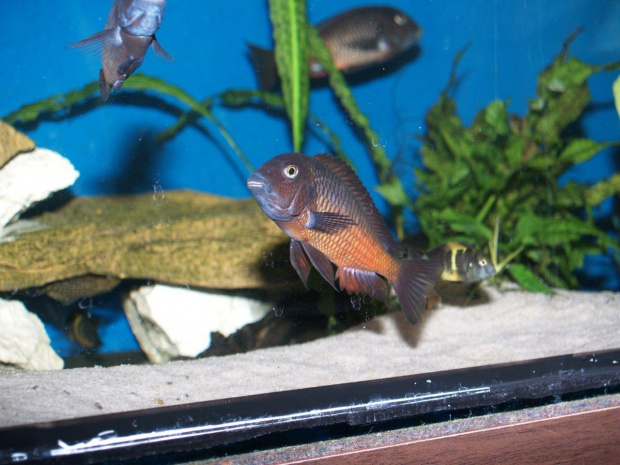 tropheus moliro